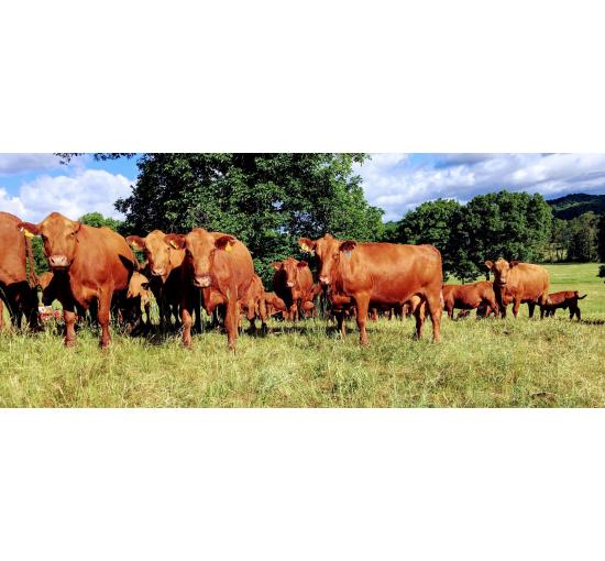 Our herd of 100% Grass-fed Beef