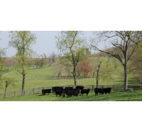 cows in pasture