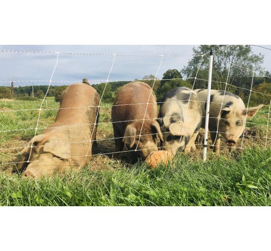 Our pastured pigs
