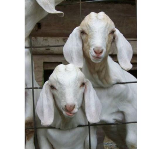 2 white goats