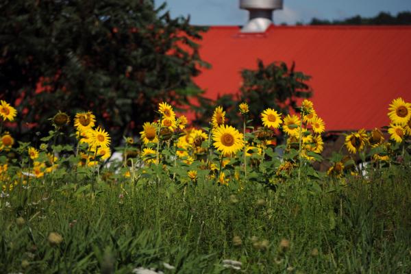field of sunflowers with a red barn roof in the background