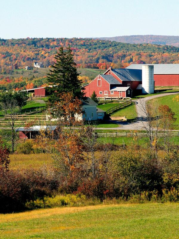 farm in the Hudson Valley with fall foliage, animals graze on the hillside next to the farm