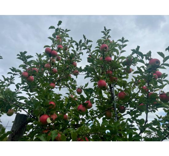 Apples on the trees 2024
