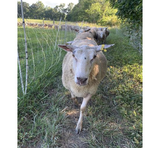 Sheep walking on farm