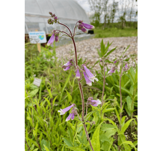 Penstemon hirsutus - Hairy Beardtongue