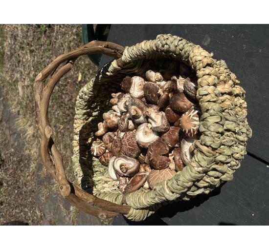 A handmade basket full of mushrooms