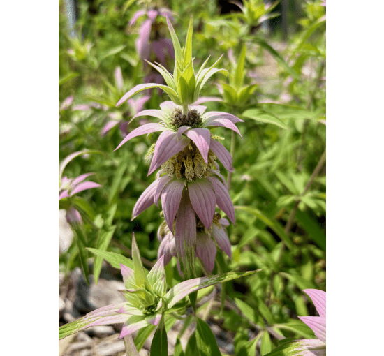 Monarda punctata - Wild Bergamot