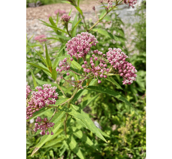 Asclepias incarnata - Swamp Milkweed