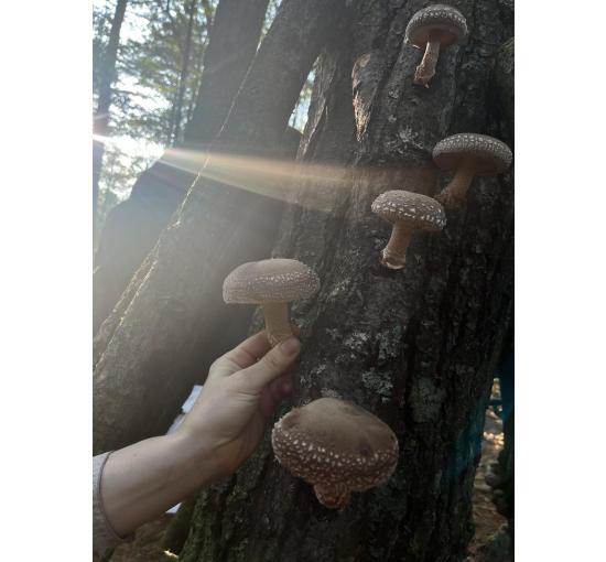 Freshly picked log grown shiitake