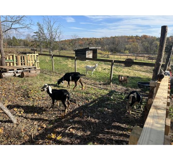 New Dairy Goat Pens