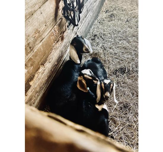 Dairy Goat Nap Time
