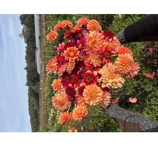 Bouquet of Dahlia flowers
