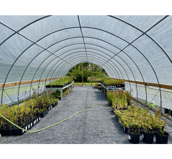 Interior of hoop house; native plants line both sides