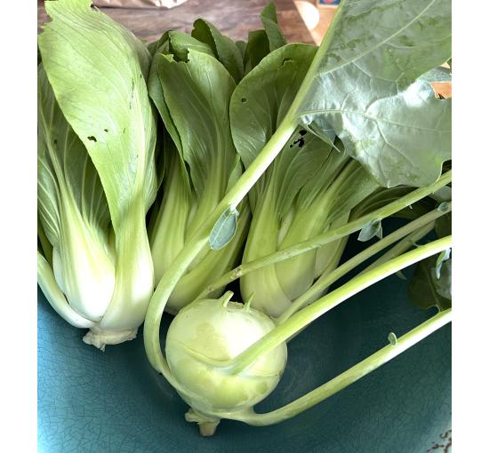 Bok Choi, Kohlrabi *when in season