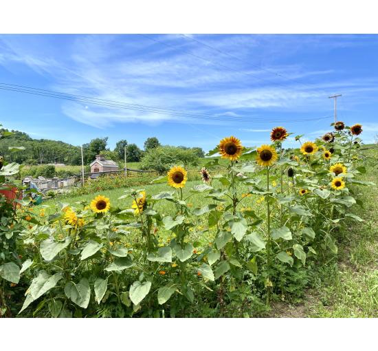 Sunflowers