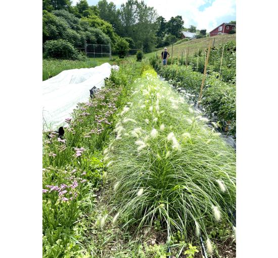 Silver Tip and Feather Top Grasses