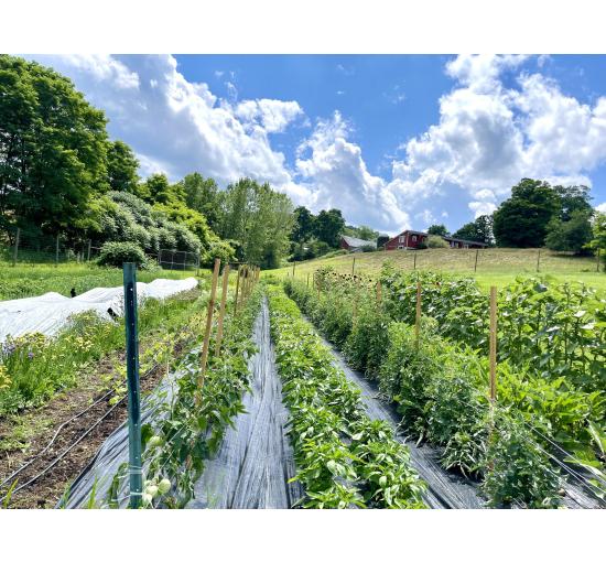 Peppers, Tomatoes, Sunflowers