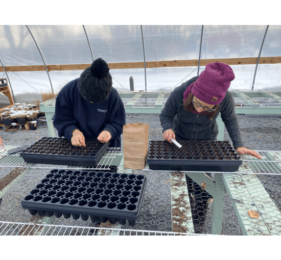 Winter Seeding