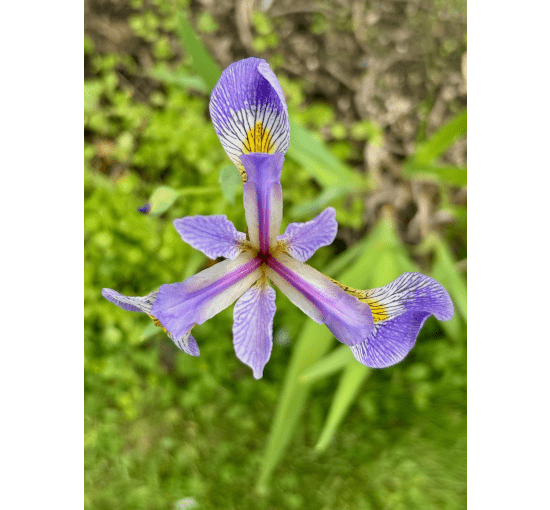 Iris versicolor - Northern Blue Flag