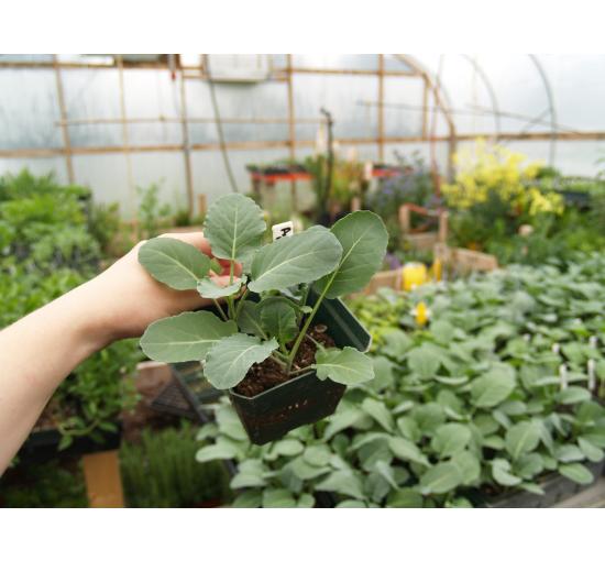 Broccoli Seedling 