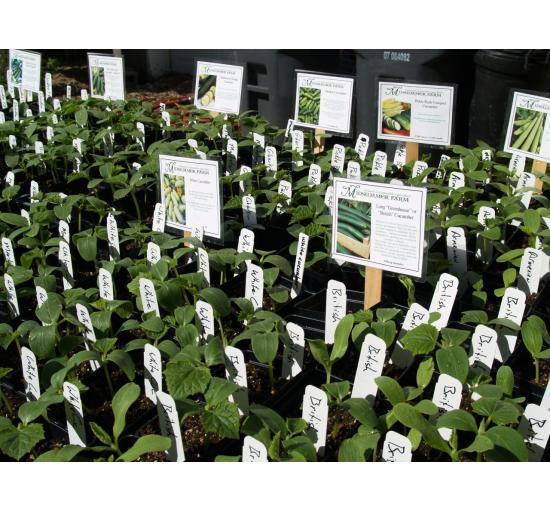 Cucumber seedlings