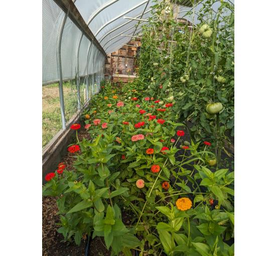 Zinnias, Tomatoes  *when in season