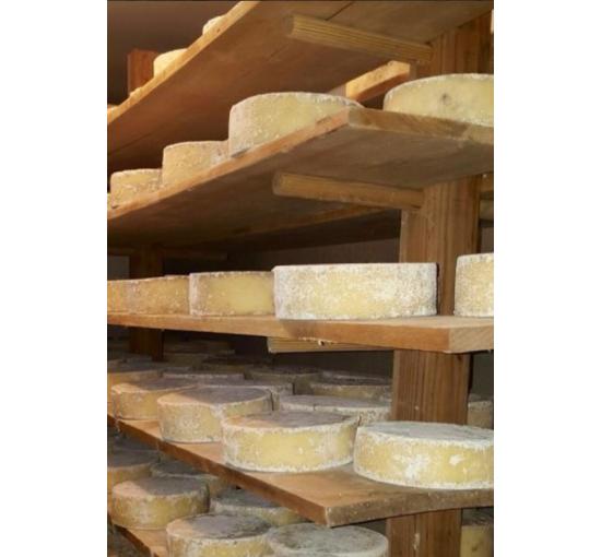 cheese wheels in cheese cave
