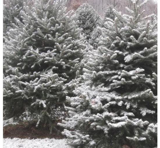 Christmas trees covered in snow