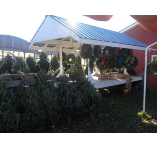 image of farm stand with Christmas trees