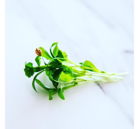 Micro Cilantro 