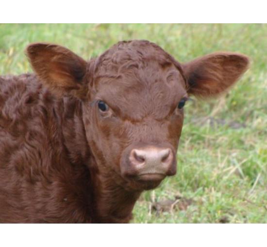 Brown cow up-close