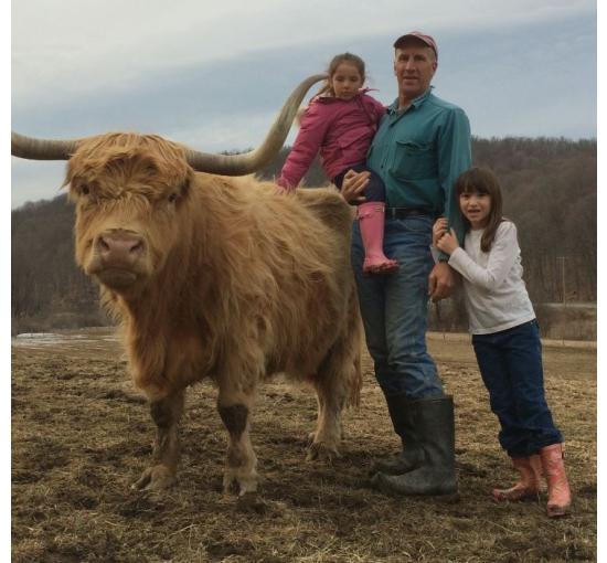 Highland cow with owner and family