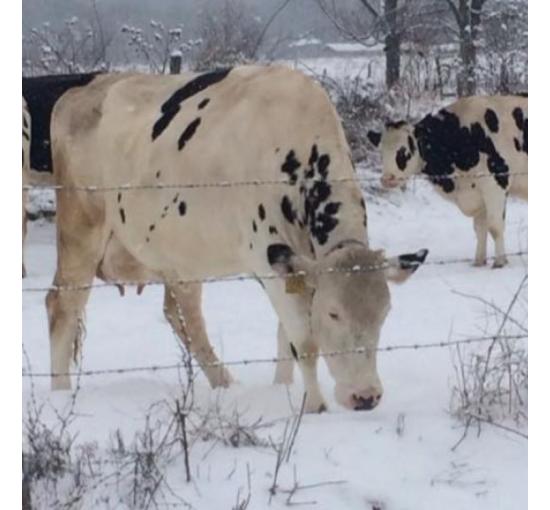 cows outside in the snow
