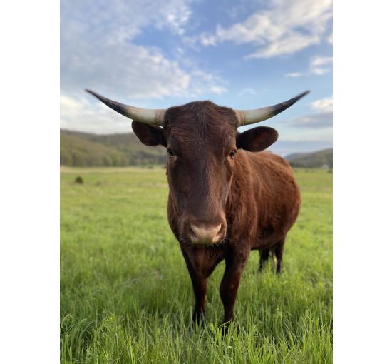 image of a cow on land