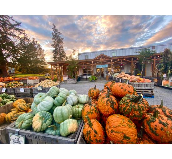 Pumpkins on display in front of the farm store during September.