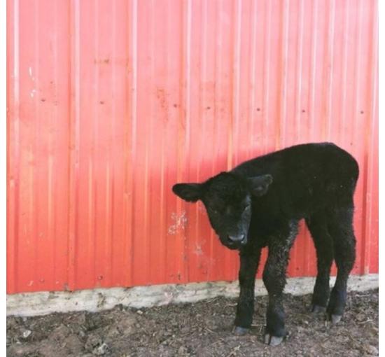 black lamb against red barn