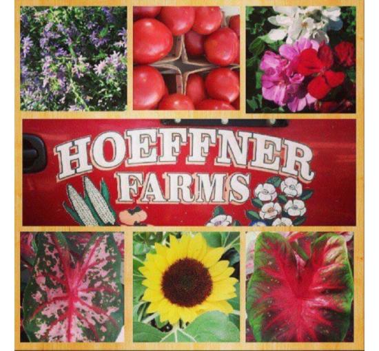 image with 6 squares of images of sunflower, tomatoes, flowers, green veggies and plants with logo in middle white font