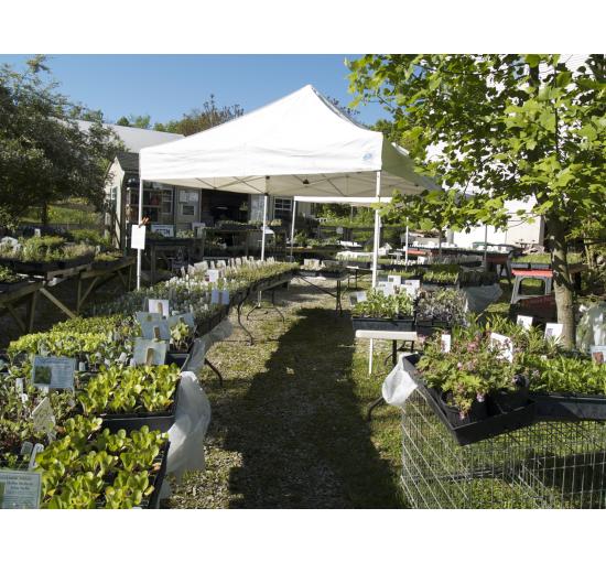 Another view of our plant sale in May