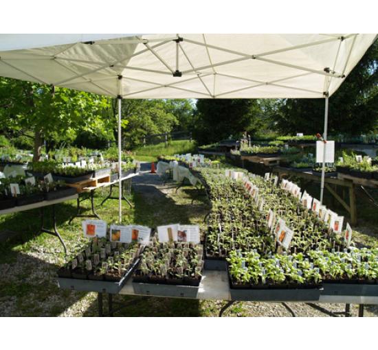 Plant Sale View 