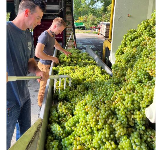 processing grapes for wine