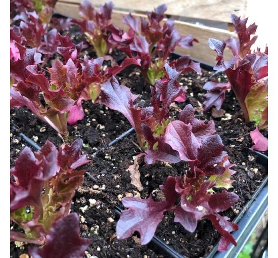 Red Oakleaf Lettuce Seedlings