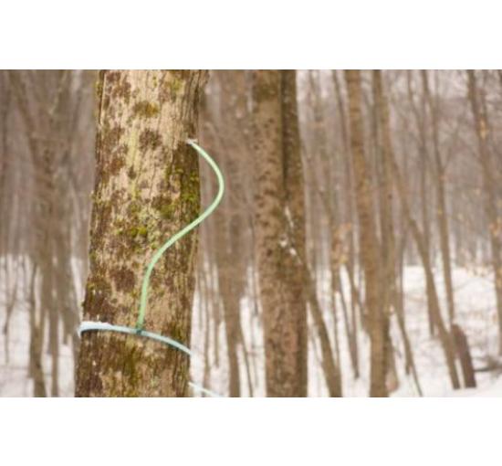 tree tapping maple syrup