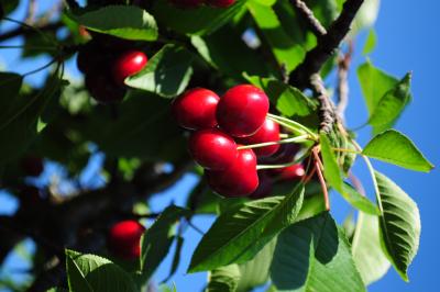 Cherries on a Tree