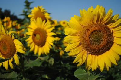 sunflowers