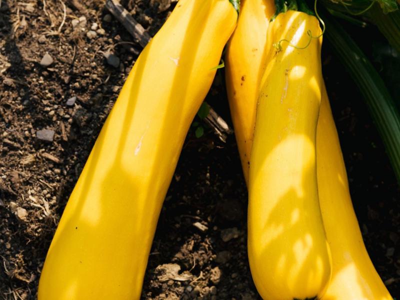 Yellow squash growing at Little Logan's Farm