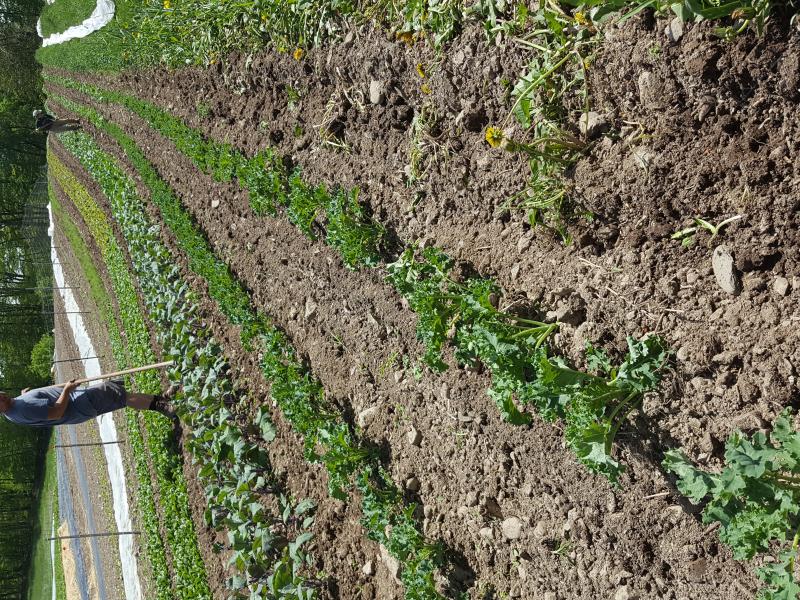 View from the farm with crops