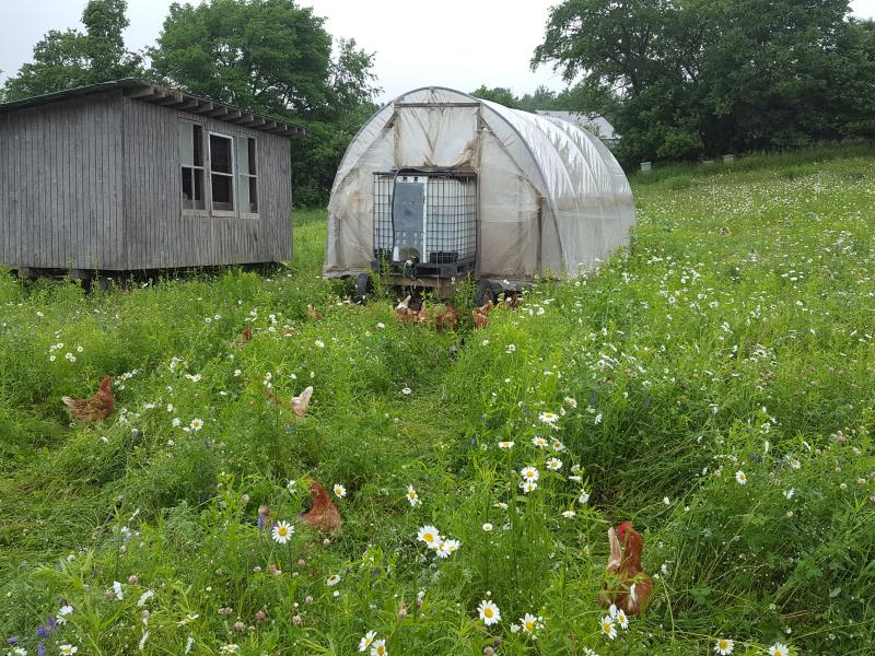 view of the greenhouse