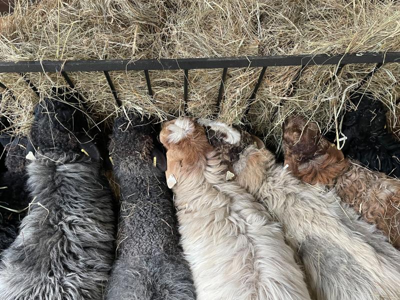 Sheep eating hay
