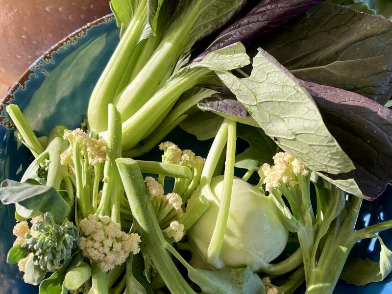 Broccoli and Cauliflower Florets, Kohlrabi, Purple Bok Choi *when in season