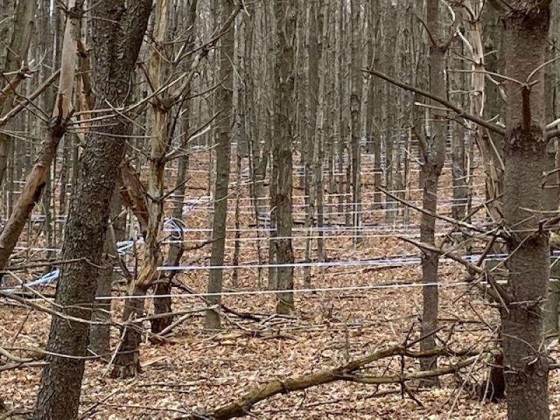 Sap lines in the maple woods